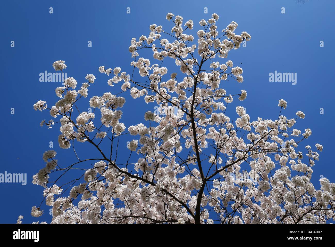 Cherry Blossom tree in Munich, Bavaria, Germany Stock Photo