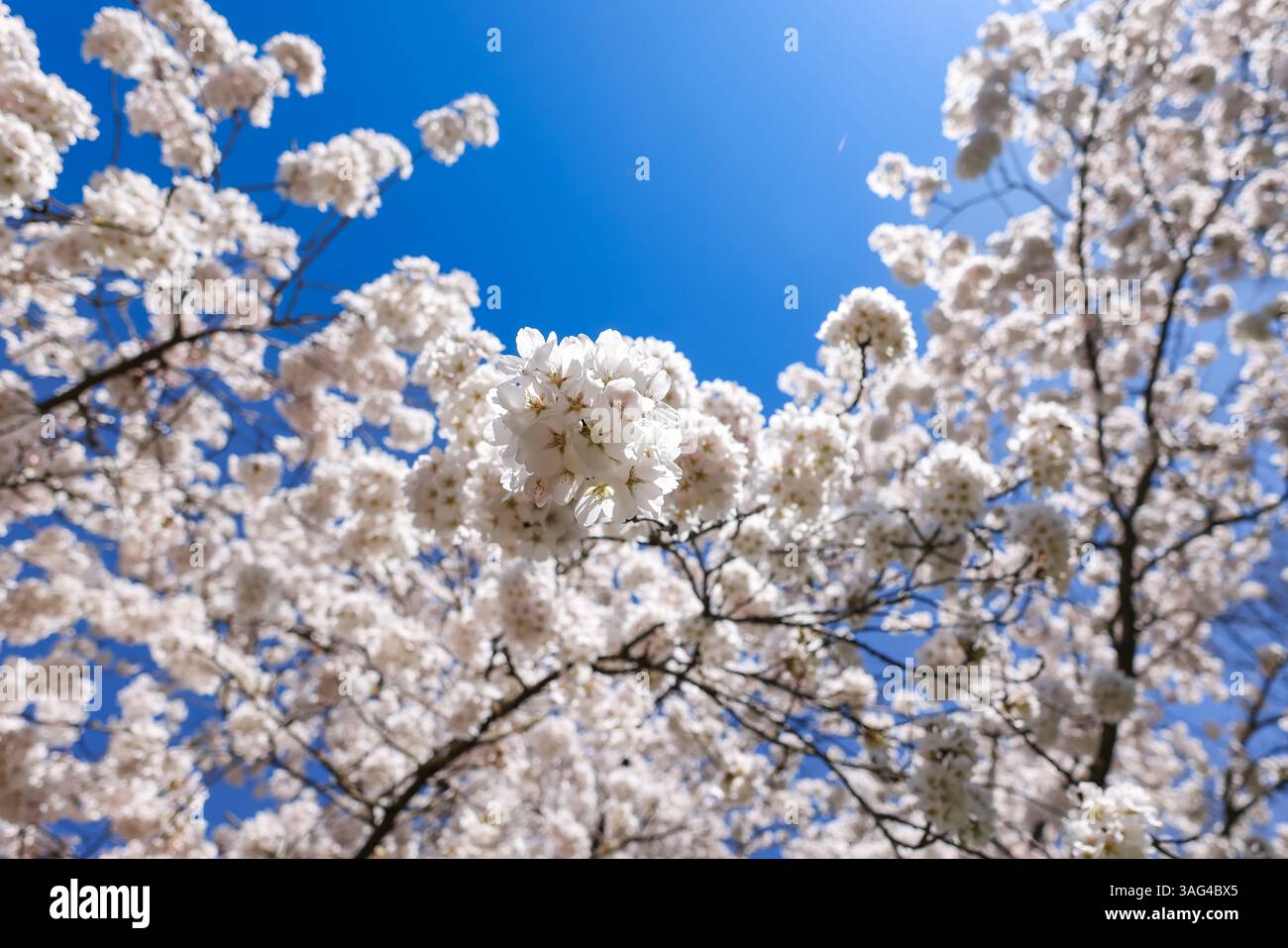 Cherry Blossom tree in Munich, Bavaria, Germany Stock Photo