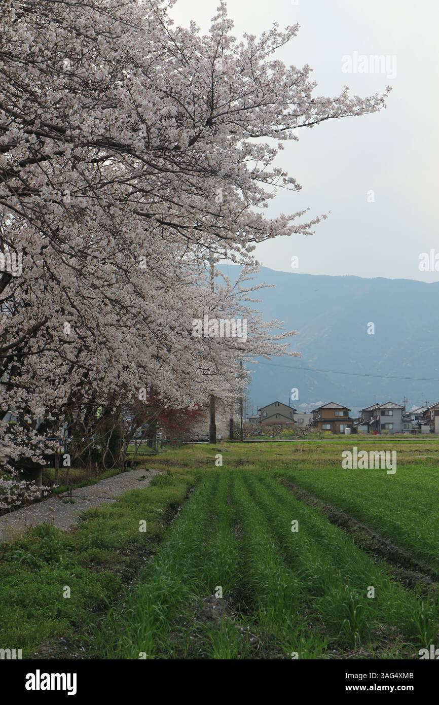 Tranquil Beauty of Japan’s Countryside: Cherry Blossoms and Seasonal ...