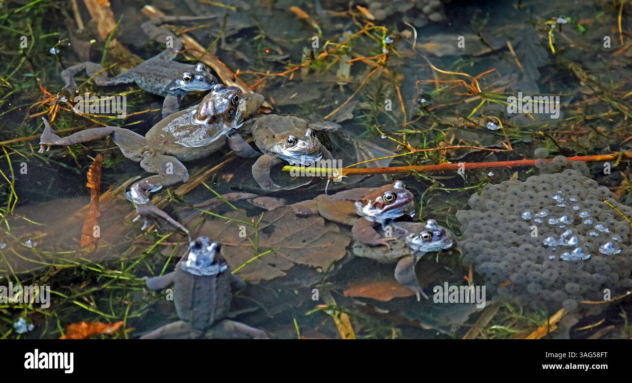 Breeding frogs in a woodland pond Stock Photo - Alamy