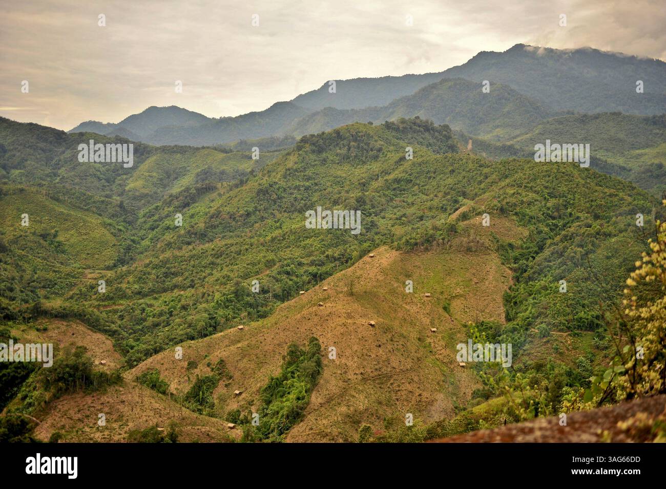 Jhum Field Nov. 30, 2011 - Arunachal Pradesh, India - Jhoom cultivation in the ...