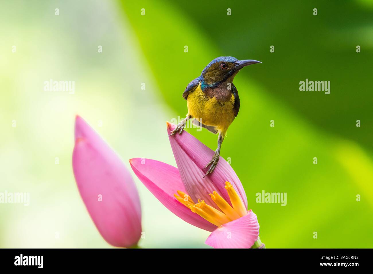 Bird (Brown-throated sunbird, Plain-throated sunbird) male yellow color ...