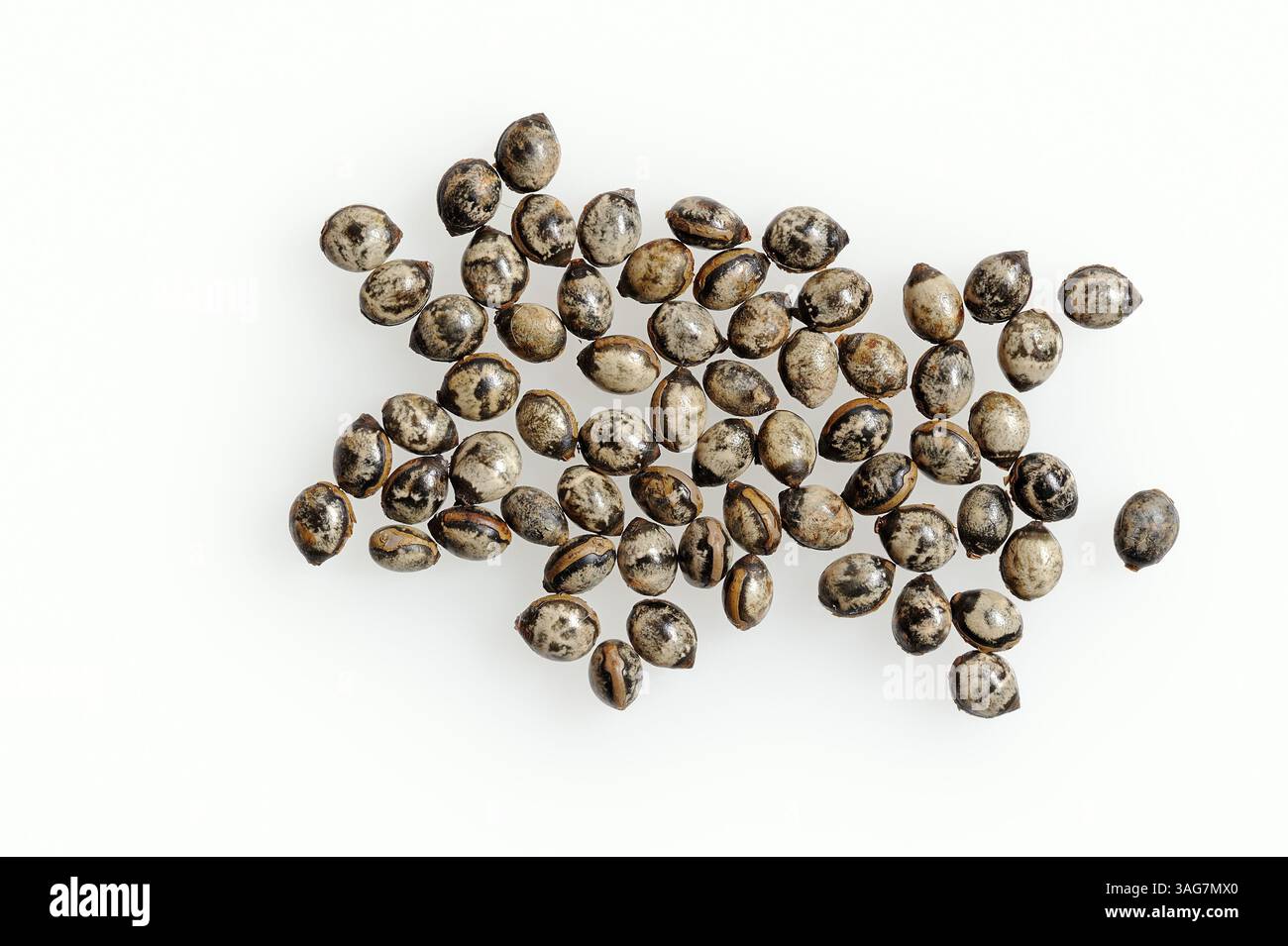 Walking Stick (Extatosoma tiaratum), eggs | Australische Gespenstschrecke (Extatosoma tiaratum), Eier Stock Photo