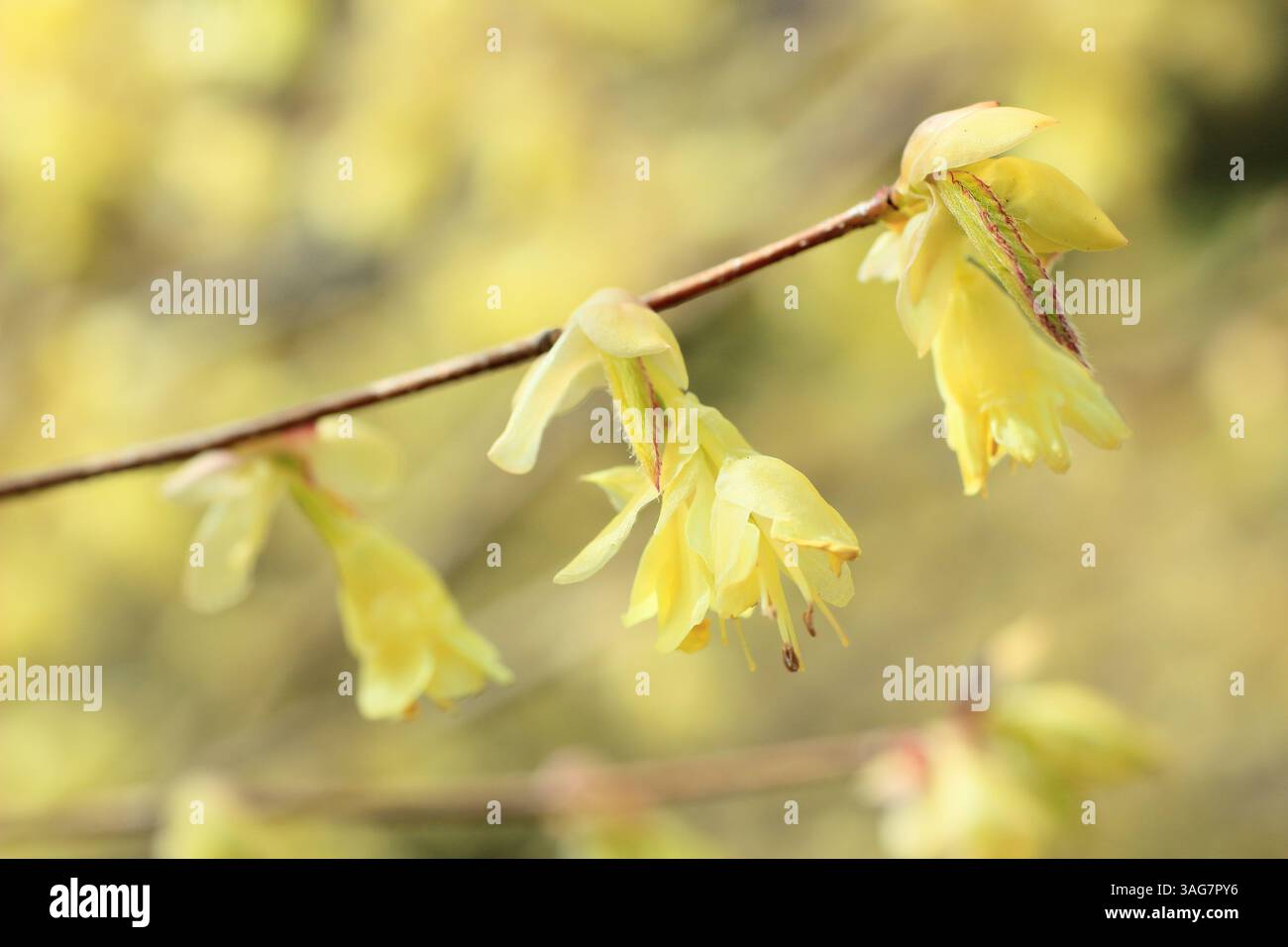 Corylopsis pauciflora. Buttercup witch hazel deciduous shrub displaying characteristic pale lemon blooms in spring. UK Stock Photo