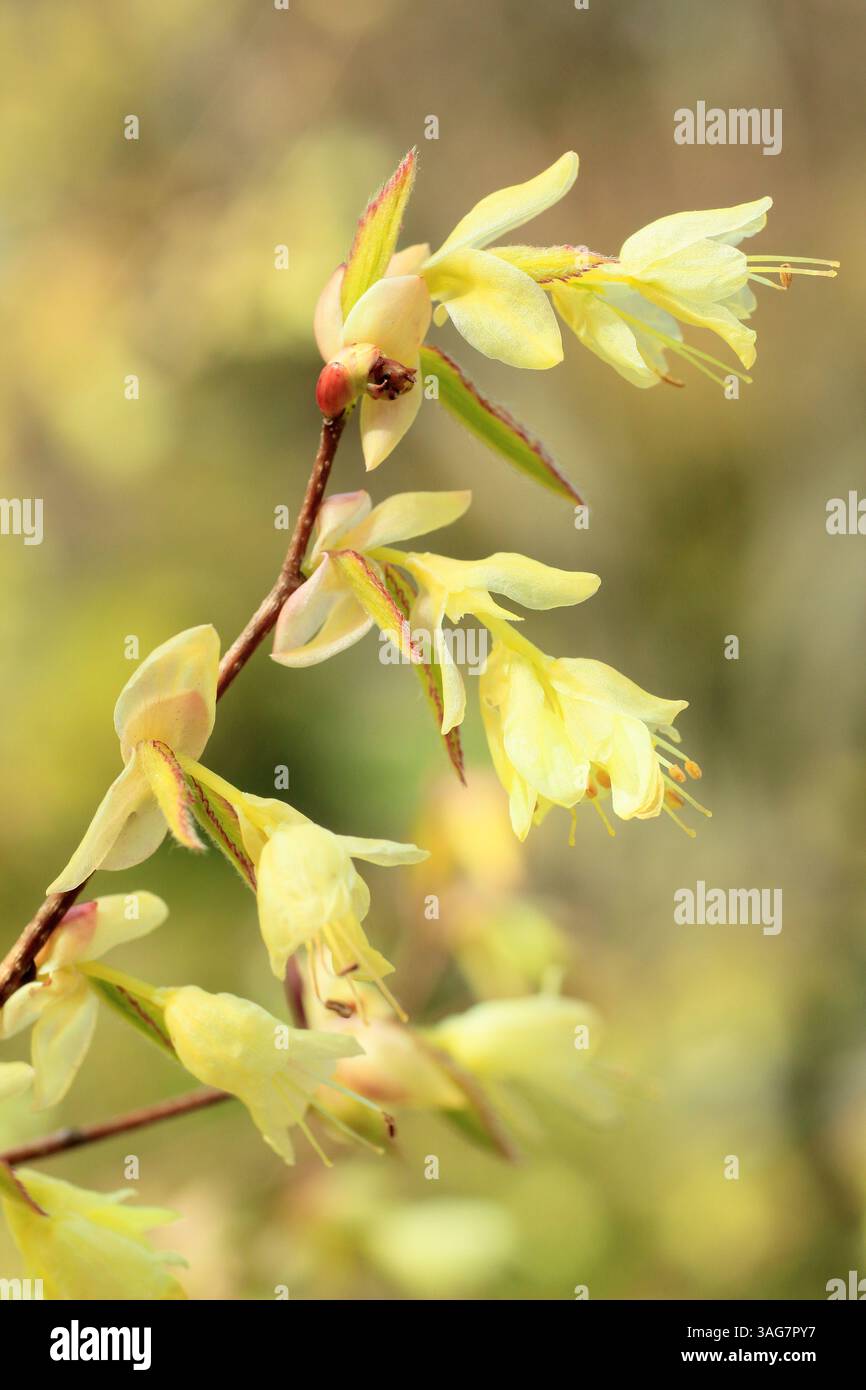 Corylopsis pauciflora. Buttercup witch hazel deciduous shrub displaying characteristic pale lemon blooms in spring. UK Stock Photo