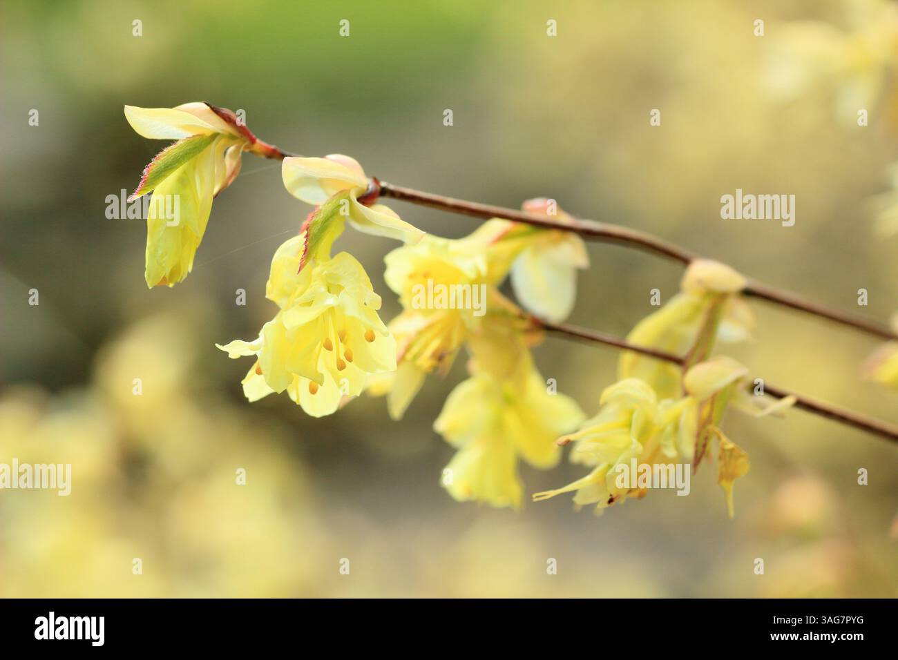 Corylopsis pauciflora. Buttercup witch hazel deciduous shrub displaying characteristic pale lemon blooms in spring. UK Stock Photo