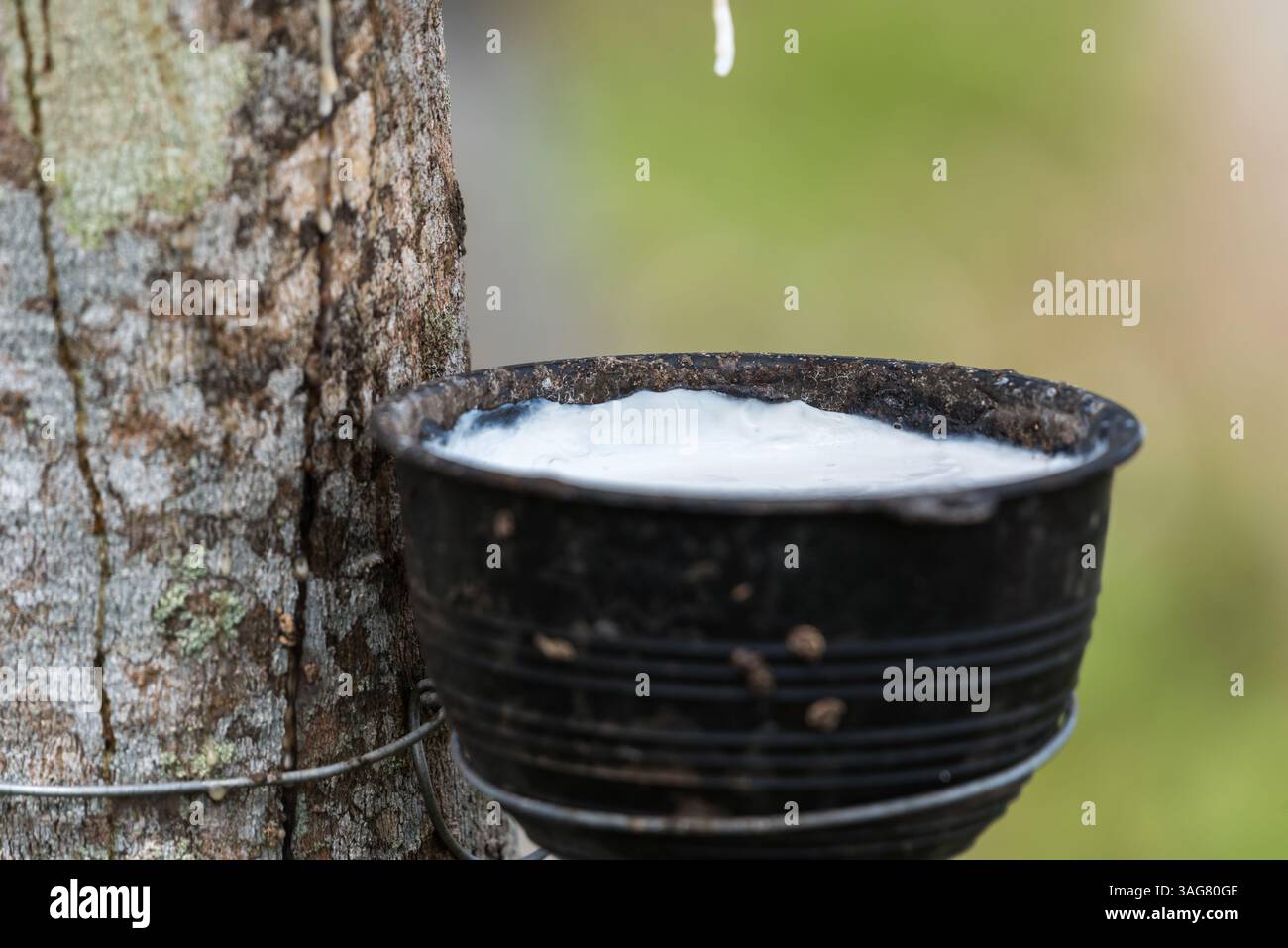 Rubber Milk Process Rubber tree with natural rubber in white milk color drop to the bowl or ...