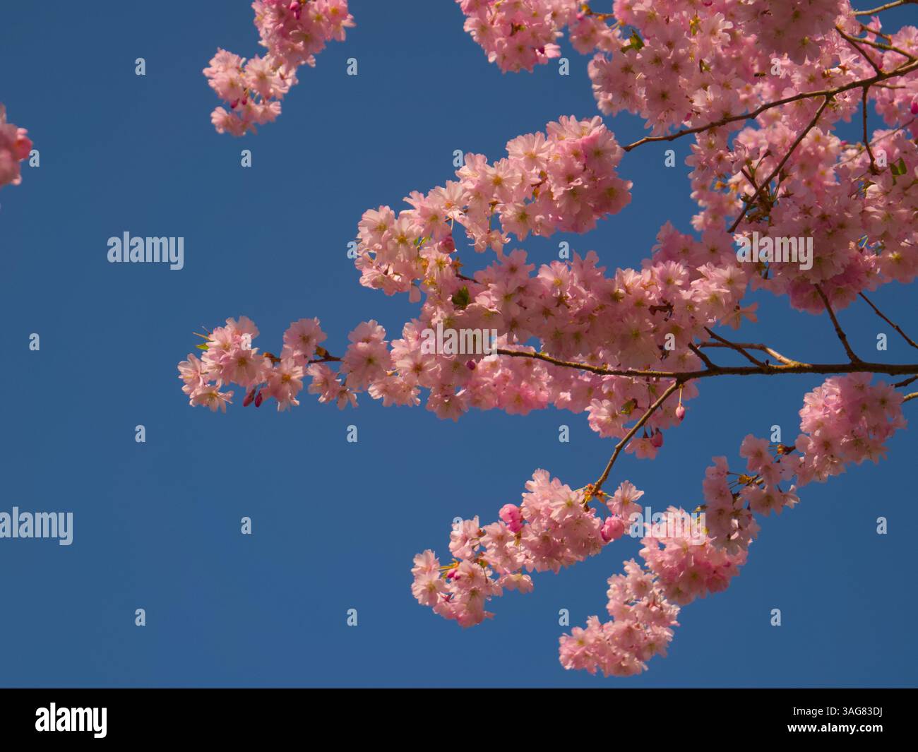 Vibrant Cherry Blossoms Against a Clear Blue Sky in Springtime Stock Photo