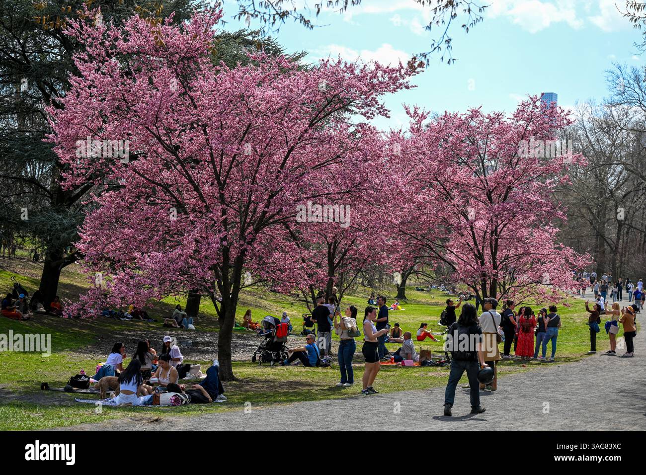 people-walk-through-central-park-as-cherry-blossom-trees-begin-to-bloom