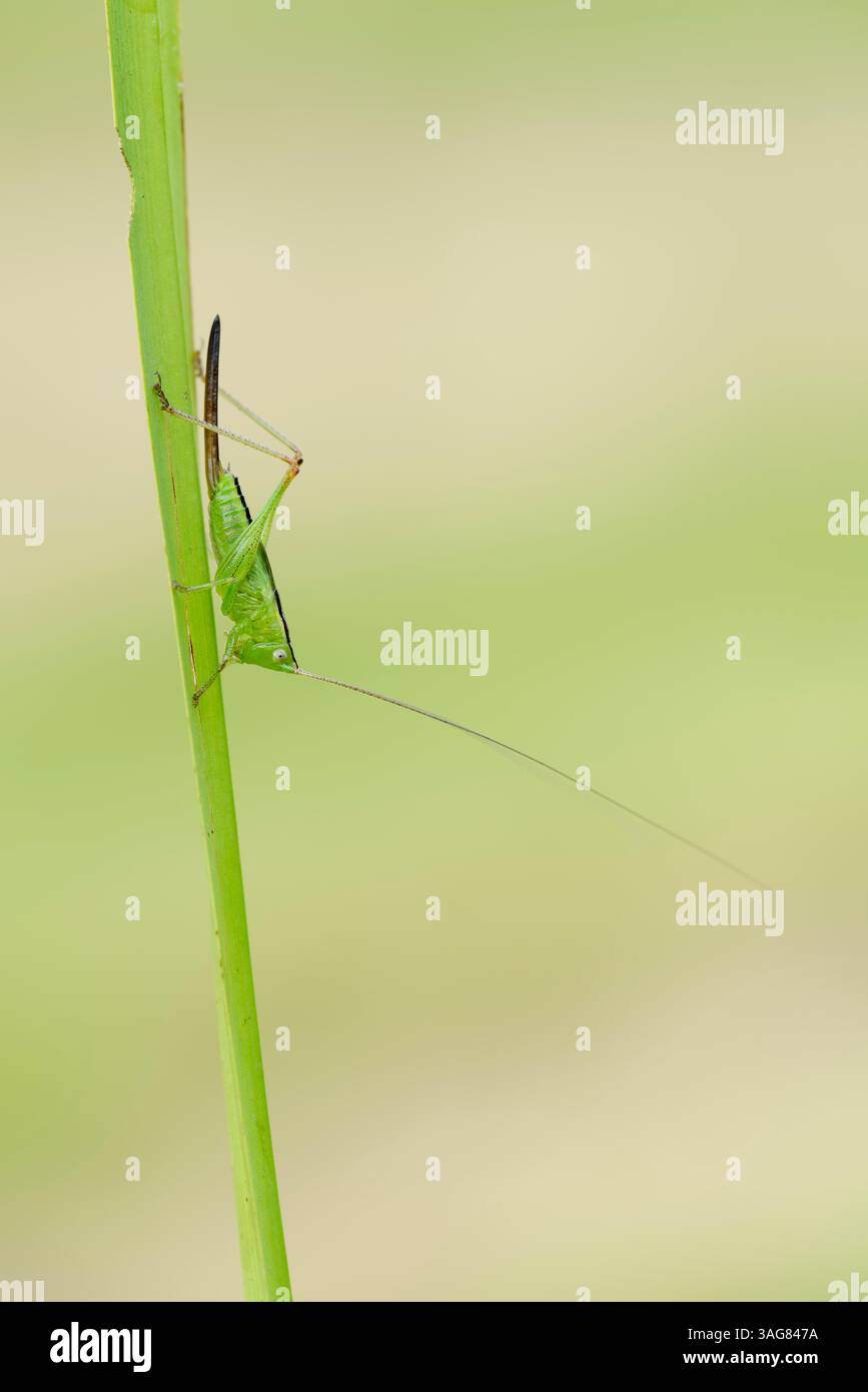 Long-winged Conehead (Conocephalus fuscus), female nymph | Langflüglige Schwertschrecke (Conocephalus fuscus), weibliche Nymphe, Deutschland Stock Photo