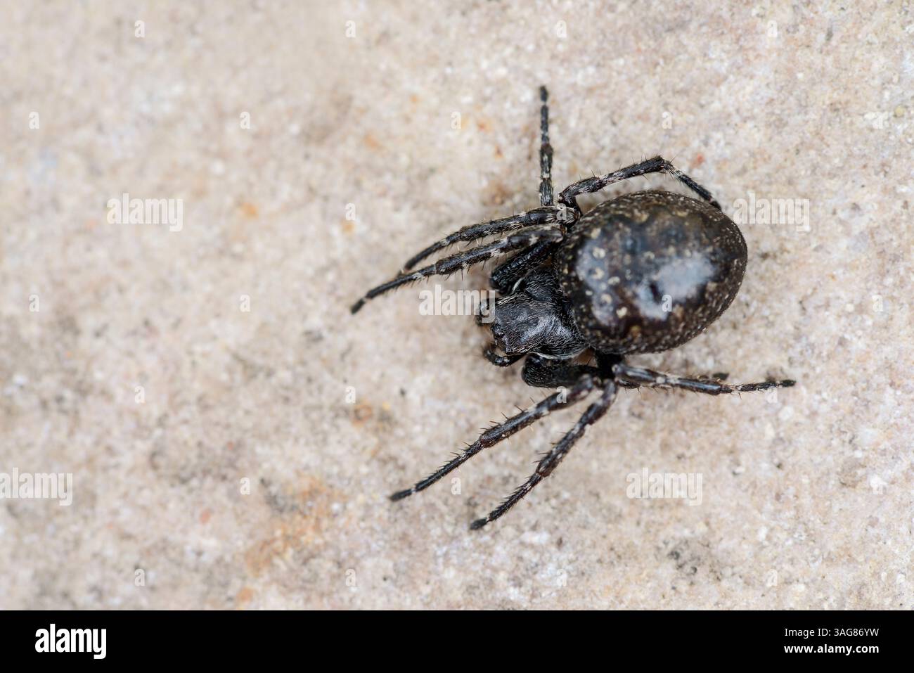 Walnut Orb-Weaver Spider (Nuctenea umbratica), female, Germany | Spaltenkreuzspinne (Nuctenea umbratica), Weibchen, Deutschland Stock Photo