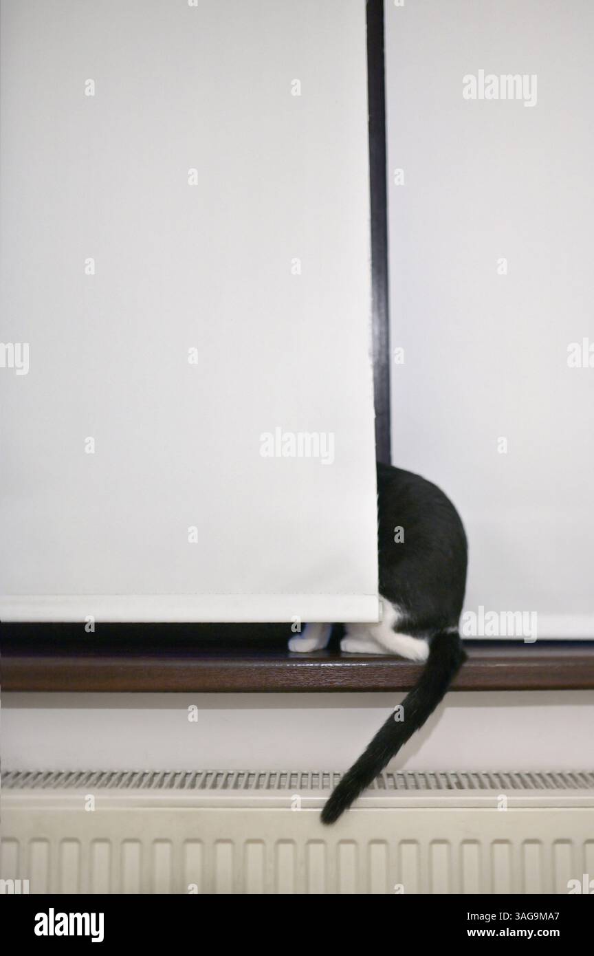 A cat is hiding behind the window blinds Stock Photo