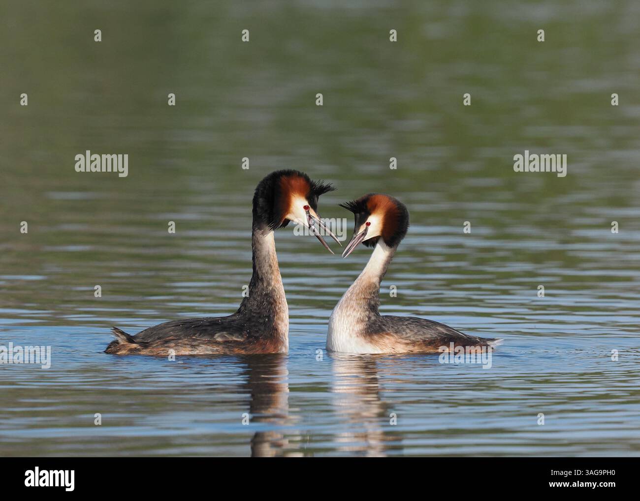 The great crested grebes on the local waters are less intense in their ...