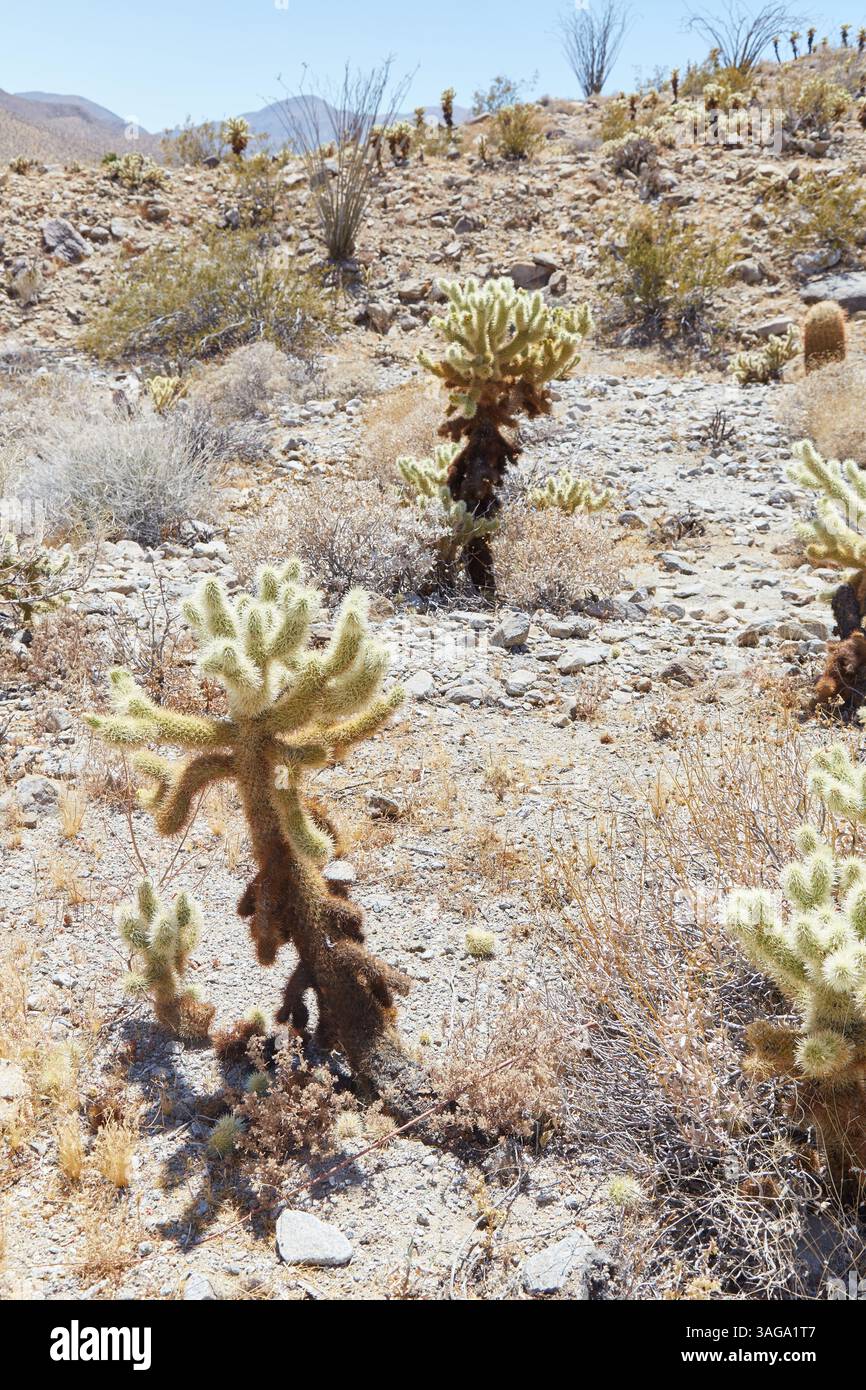 Anza-Borrego Desert State Park is California's largest State Park. It's ...