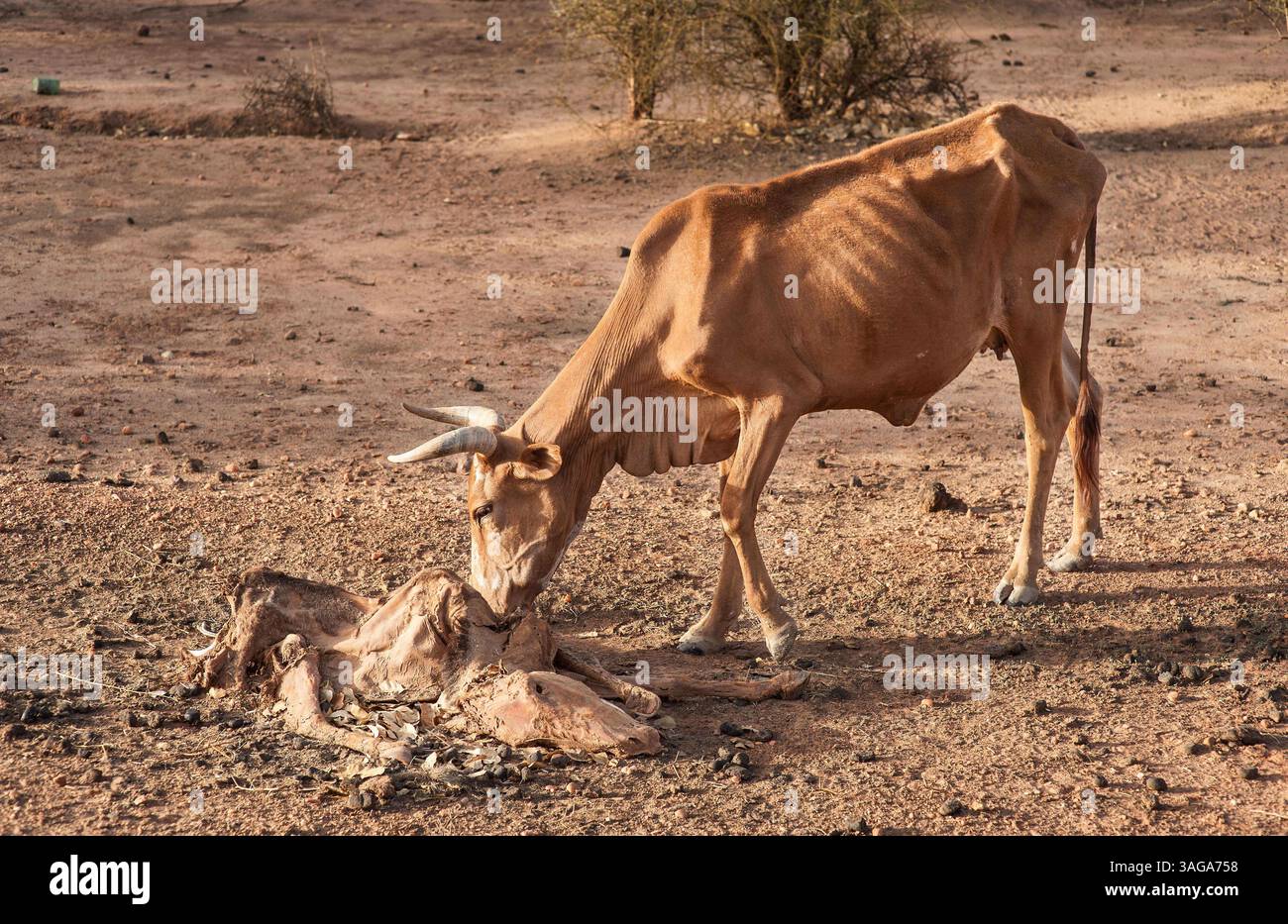 June 6, 2012 - M'Bout, Gorgol, Mauritania - Due to rainfall deficit and failed harvests in the past year, the Sahel region is undergoing an increasingly severe drought. While many organizations concentrate on the needs of the affected population, animals especially cattle have also suffered from the climatic conditions. A starving cow eats the corpse of a dead donkey. (Credit Image: © Conrad Duroseau/ZUMAPRESS.com) Stock Photo