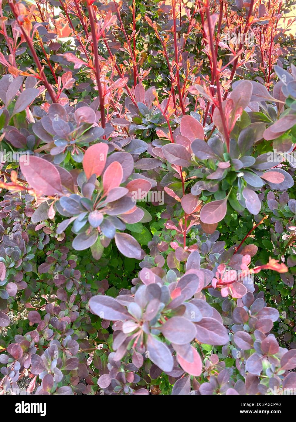 Barberry Bush with Reddish-Purple Foliage - Smartphone Captured Stock Image