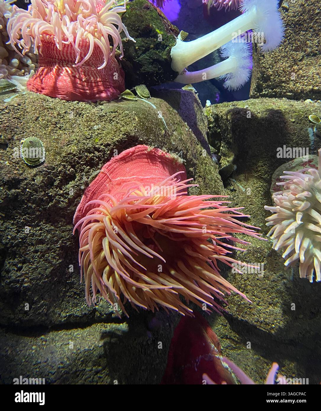 Colorful Sea Anemones and Marine Life on Rocky Reef - Smartphone Captured Stock Image