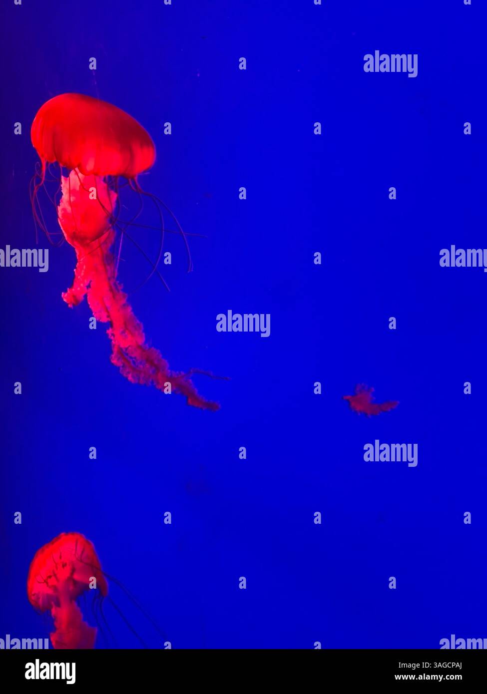 Red Jellyfish Glowing Against Deep Blue Background - Smartphone Captured Stock Image