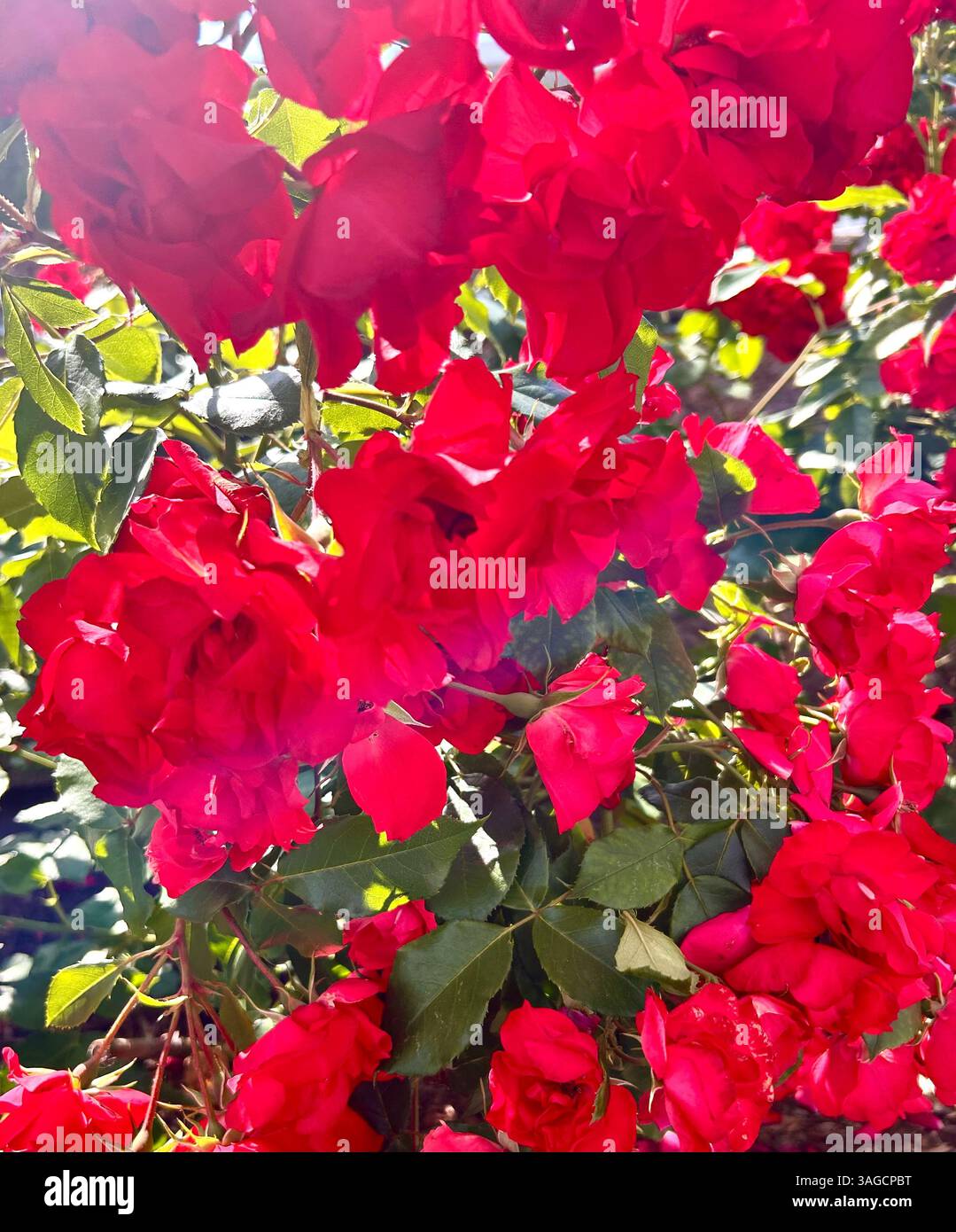 Bright Red Roses in Sunlight with Lush Green Leaves - Smartphone Captured Stock Image
