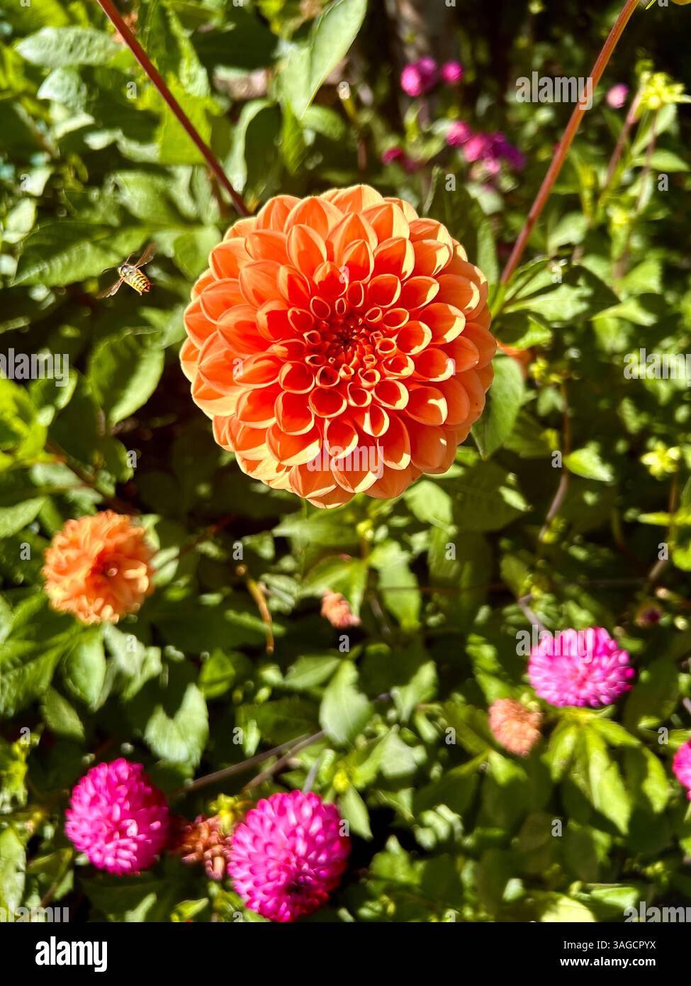 Vibrant Dahlia Flower in Summer Bloom - Smartphone Captured Stock Image