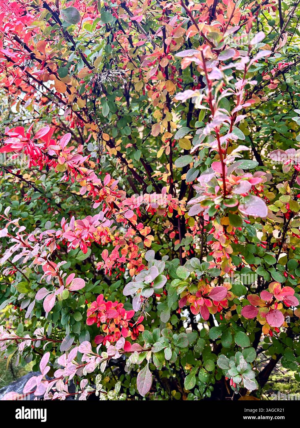 Autumn Foliage of Barberry Shrub - Smartphone Captured Stock Image