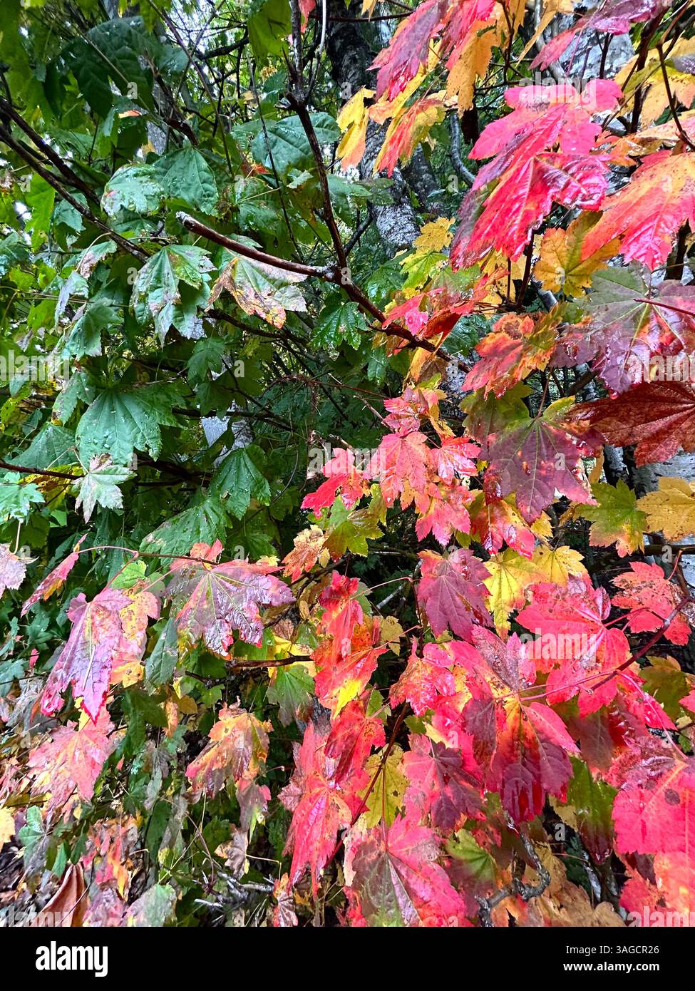 Vibrant Autumn Leaves on Forest Tree - Smartphone Captured Stock Image