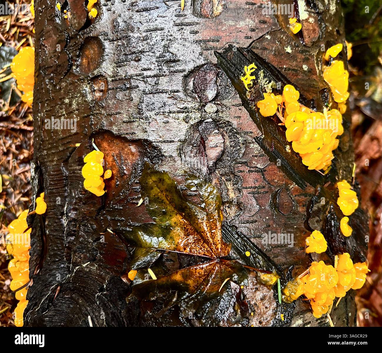 Bright Yellow Fungi on Fallen Log - Smartphone Captured Stock Image