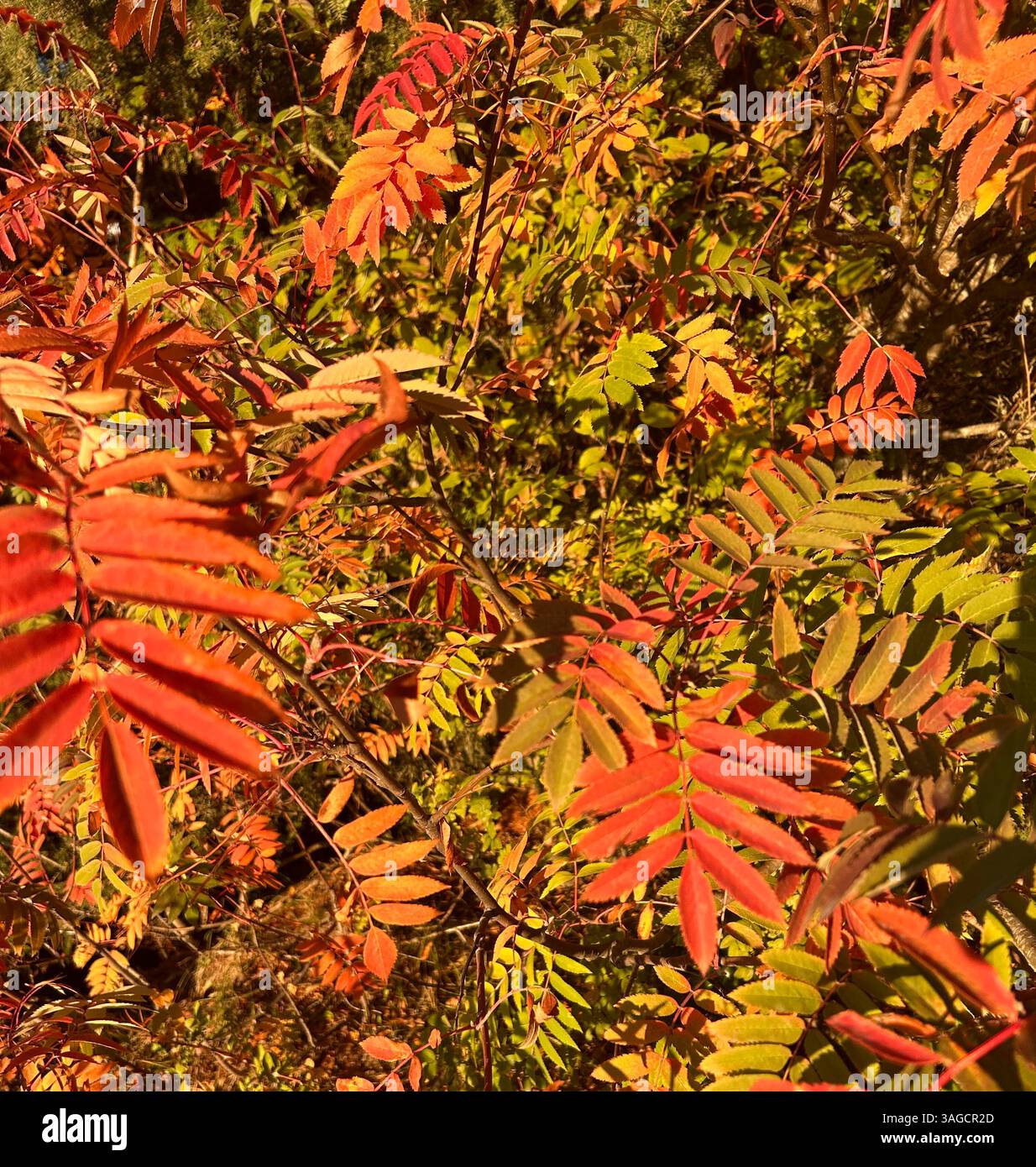 Autumn Foliage with Vibrant Colors - Smartphone Captured Stock Image