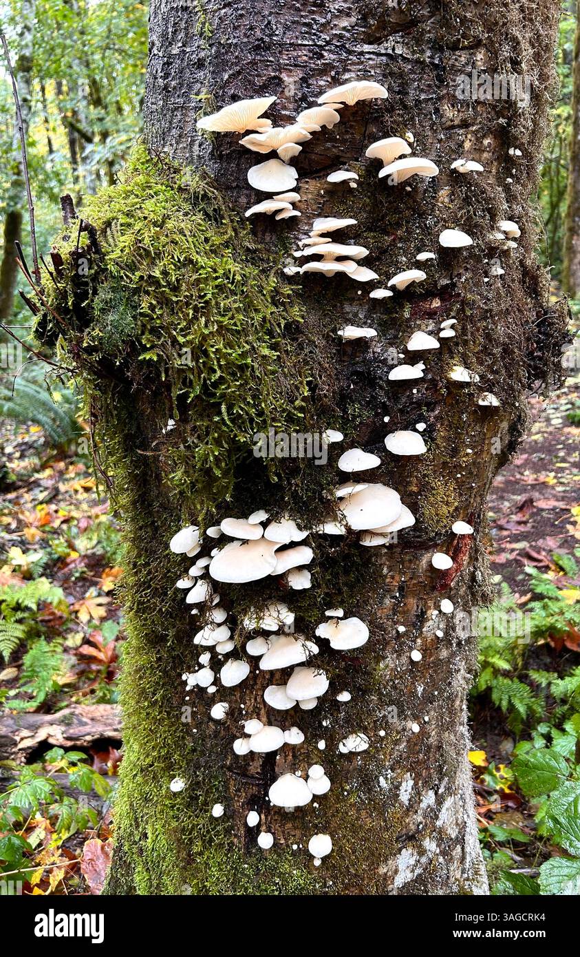 Tree Trunk with White Fungi and Moss - Smartphone Captured Stock Image