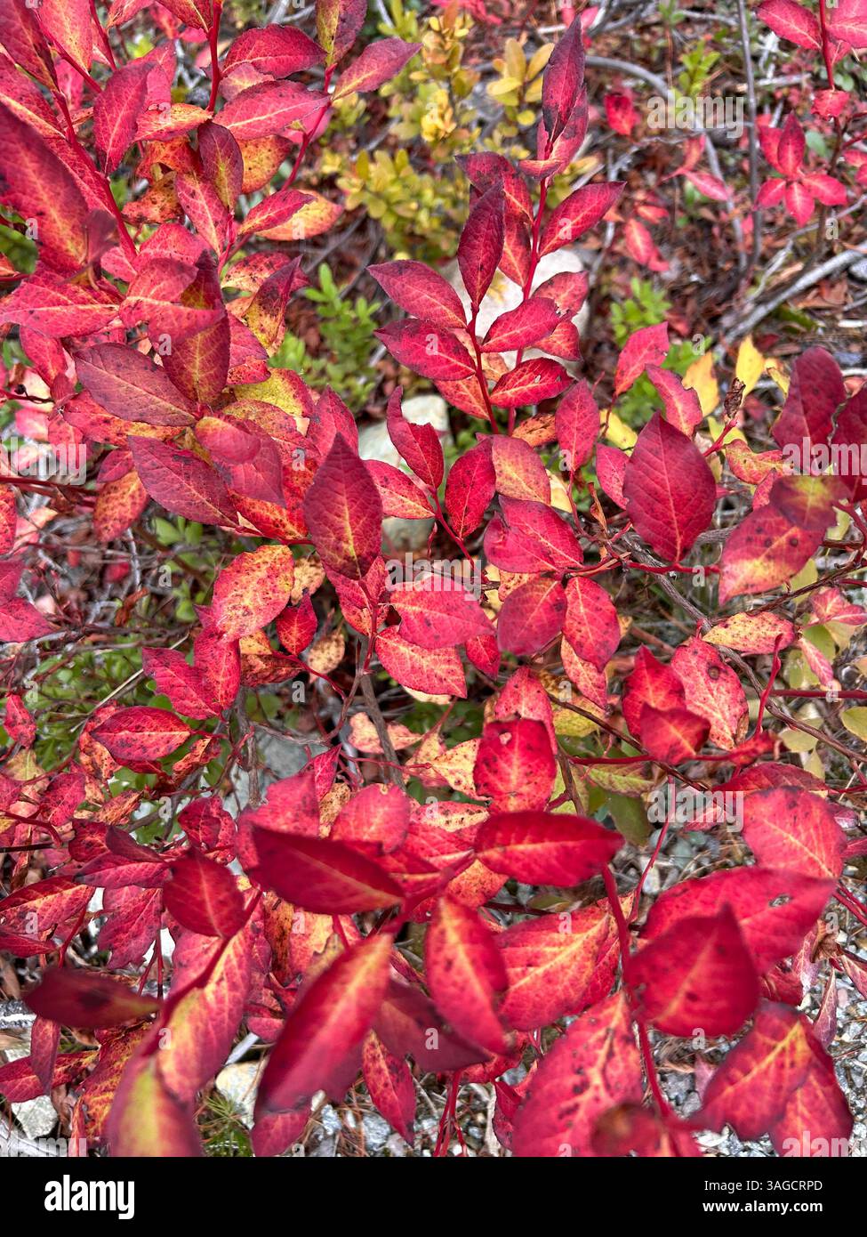 Vibrant Red Autumn Leaves in Forest - Smartphone Captured Stock Image