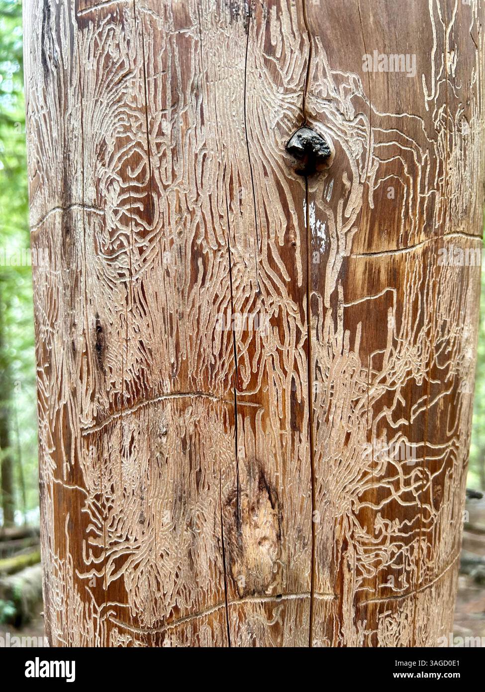 Intricate Beetle Patterns on Tree Bark - Smartphone Captured Stock Image