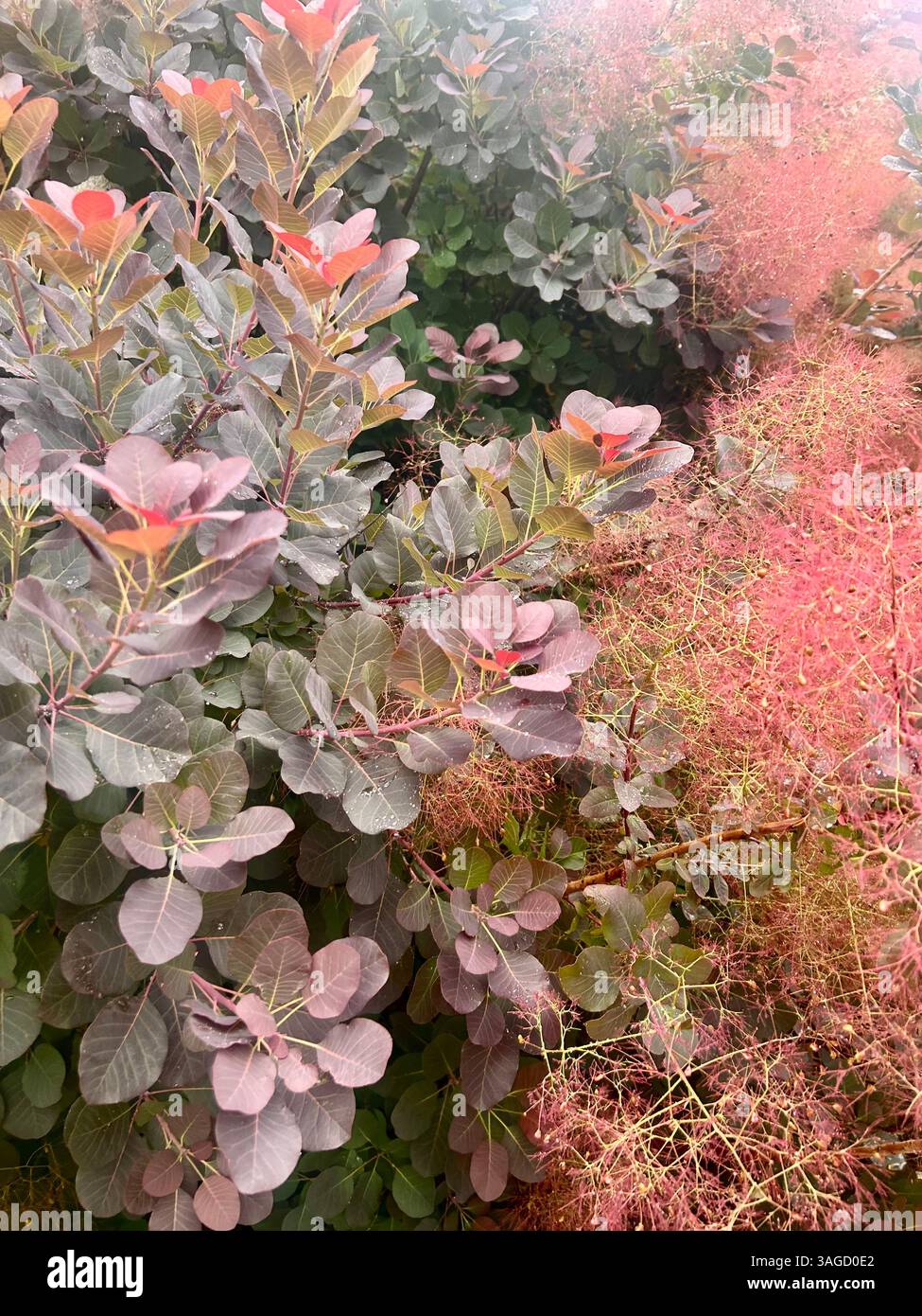Smoky Purple Foliage with Delicate Pink Plumes - Smartphone Captured Stock Image