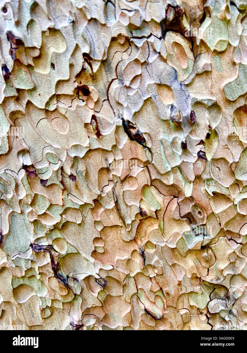 Intricate Patterns on Tree Bark Surface - Smartphone Captured Stock Image