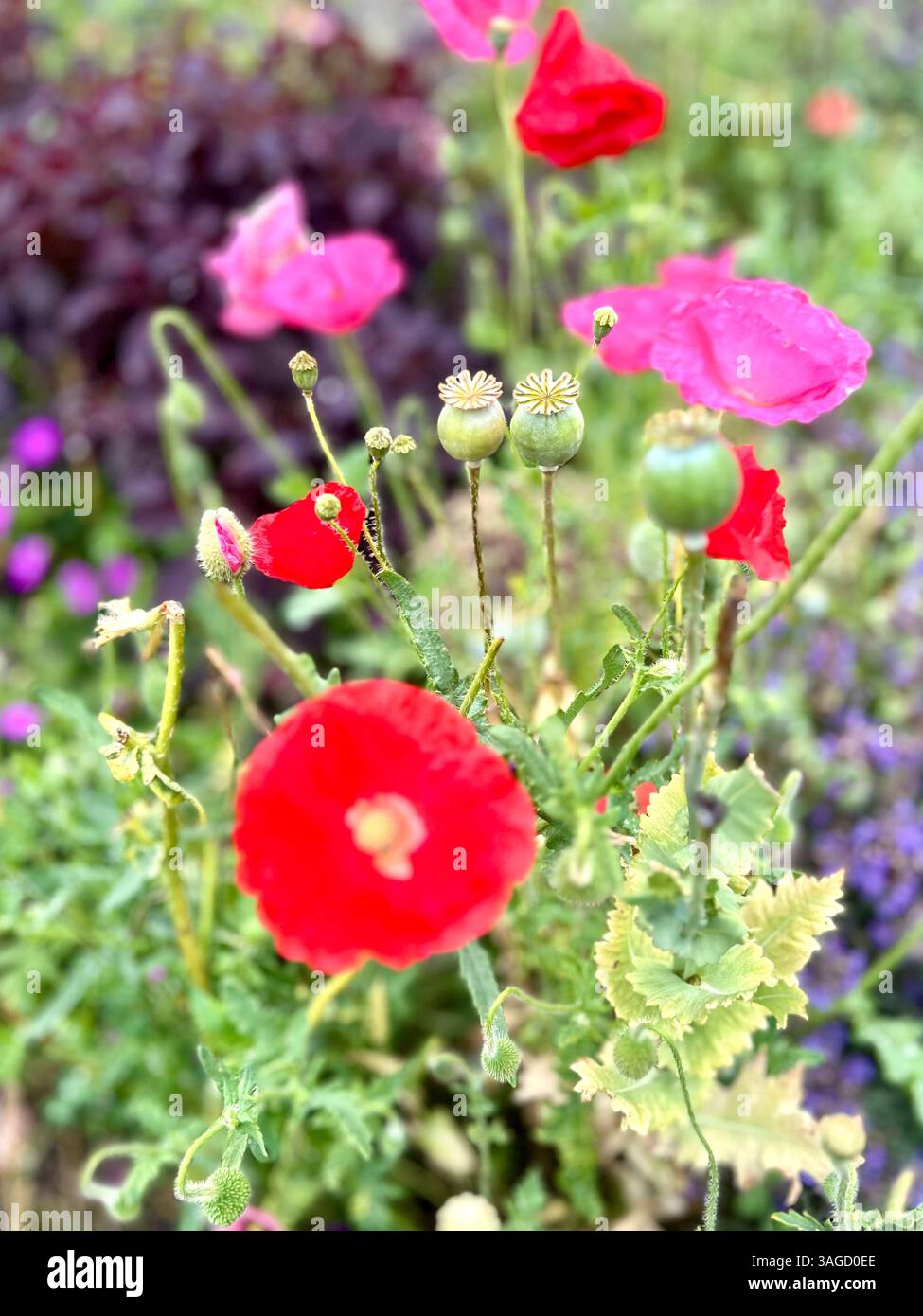 Vibrant Red and Pink Poppies in Bloom - Smartphone Captured Stock Image