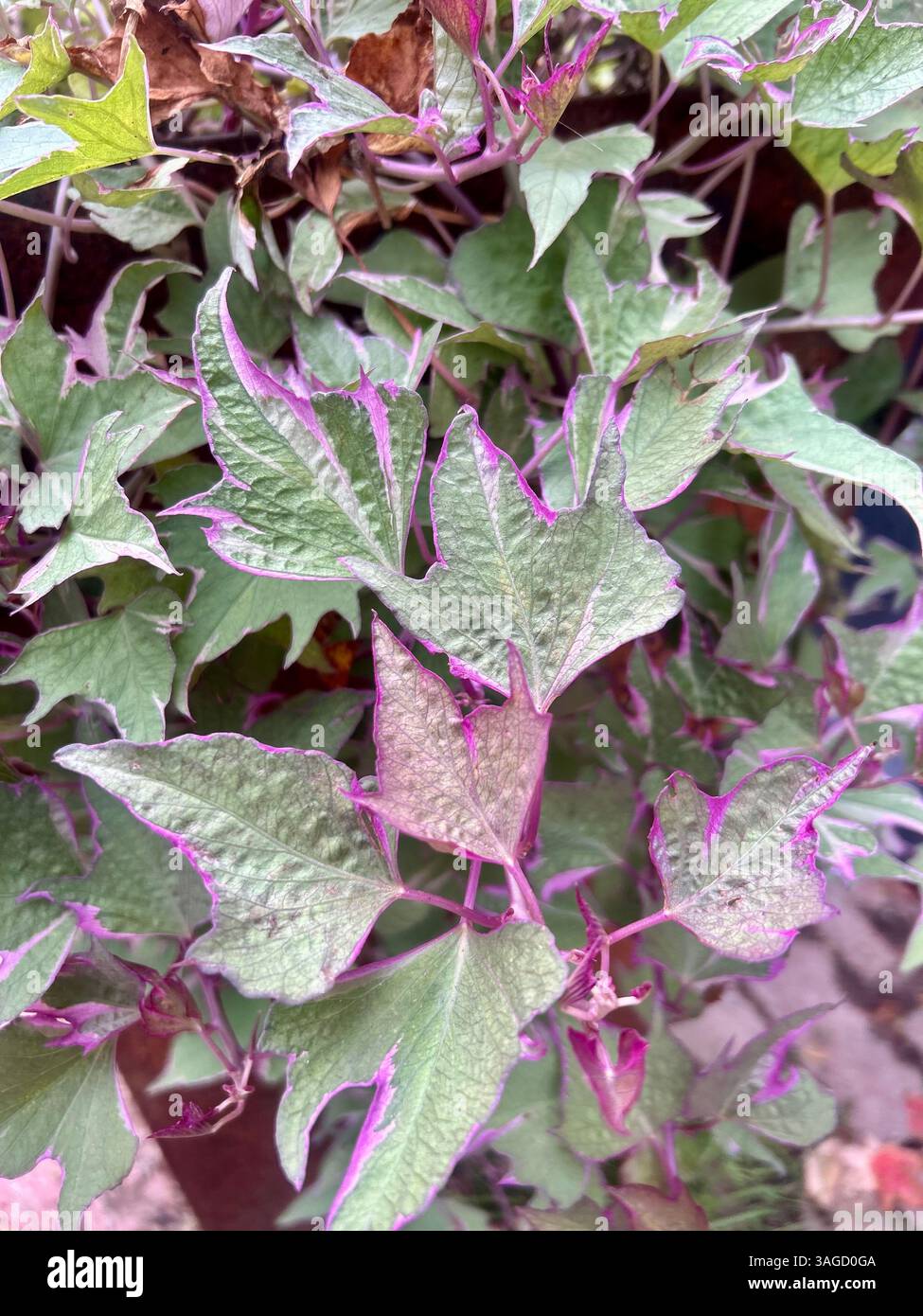 Green Foliage with Purple Vein Accents - Smartphone Captured Stock Image