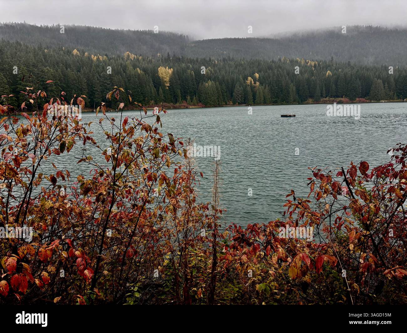 Autumn Leaves by the Peaceful Lake - Smartphone Captured Stock Image