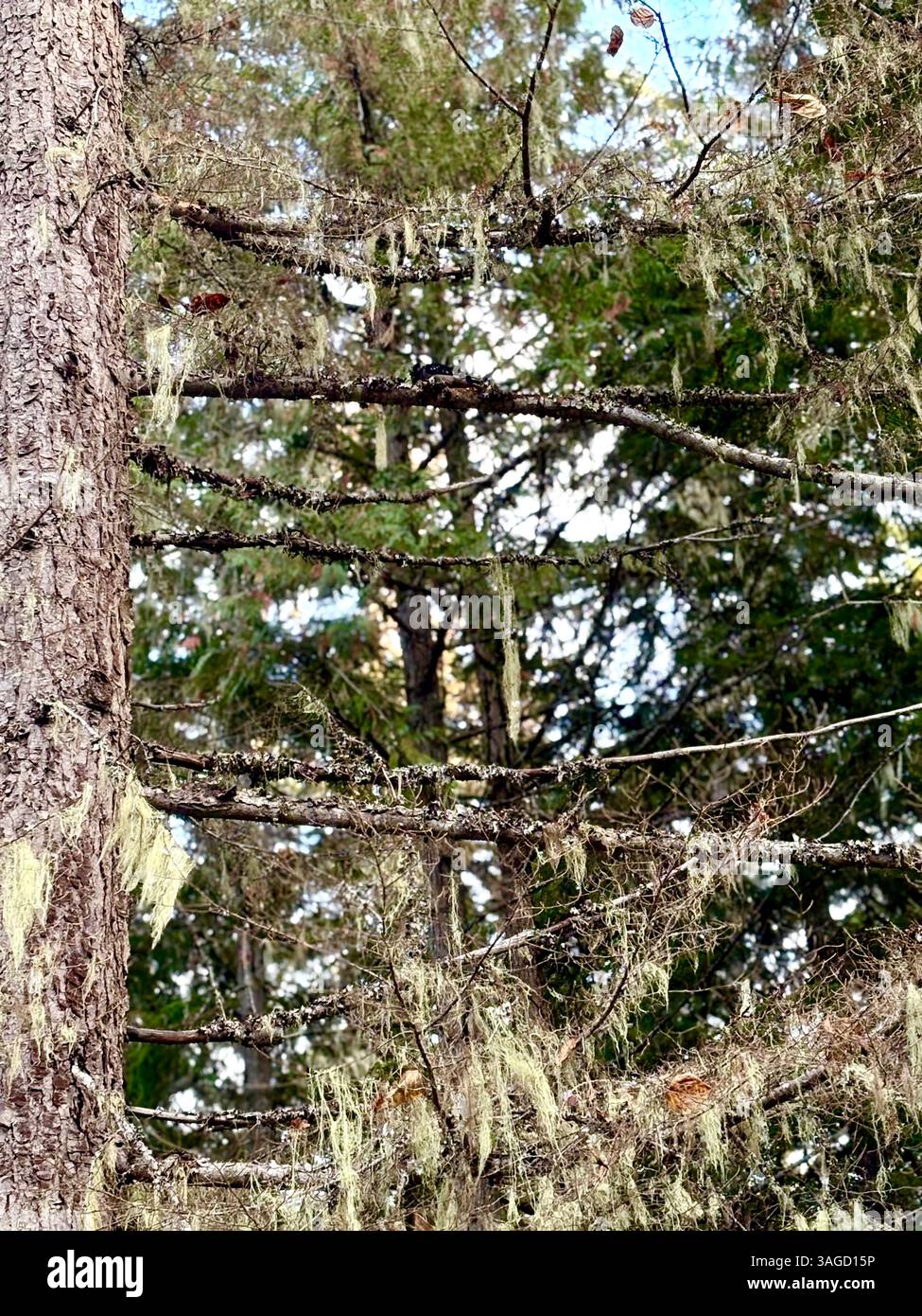 Lichen-Draped Trees in Enchanted Forest - Smartphone Captured Stock Image