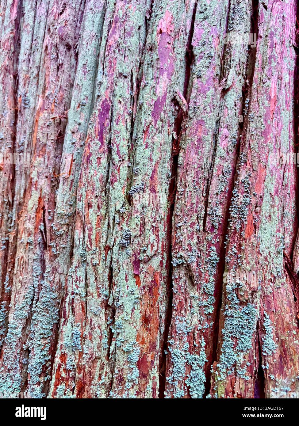 Bark Texture with Moss and Lichen Growth - Smartphone Captured Stock Image