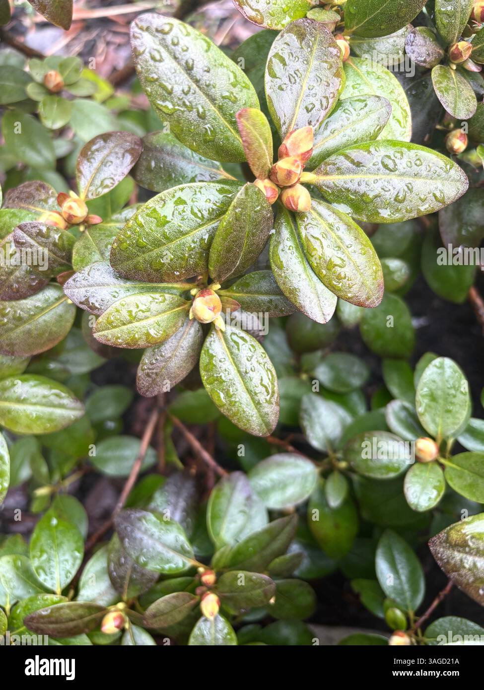 Rain-Dappled Leaves with Flower Buds - Smartphone Captured Stock Image