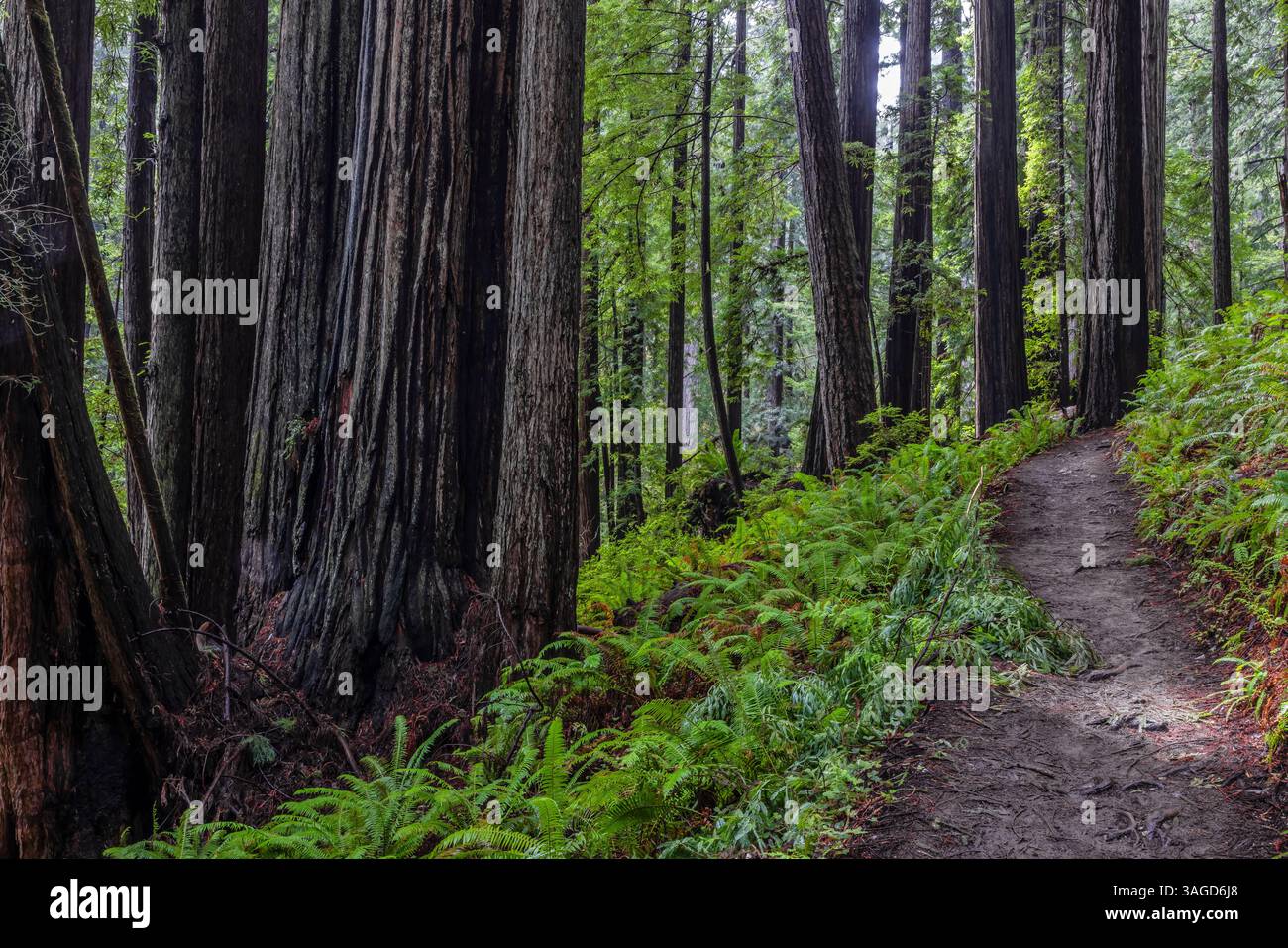 California State Park Sign In Redwood National Park California Stock - Foto 9