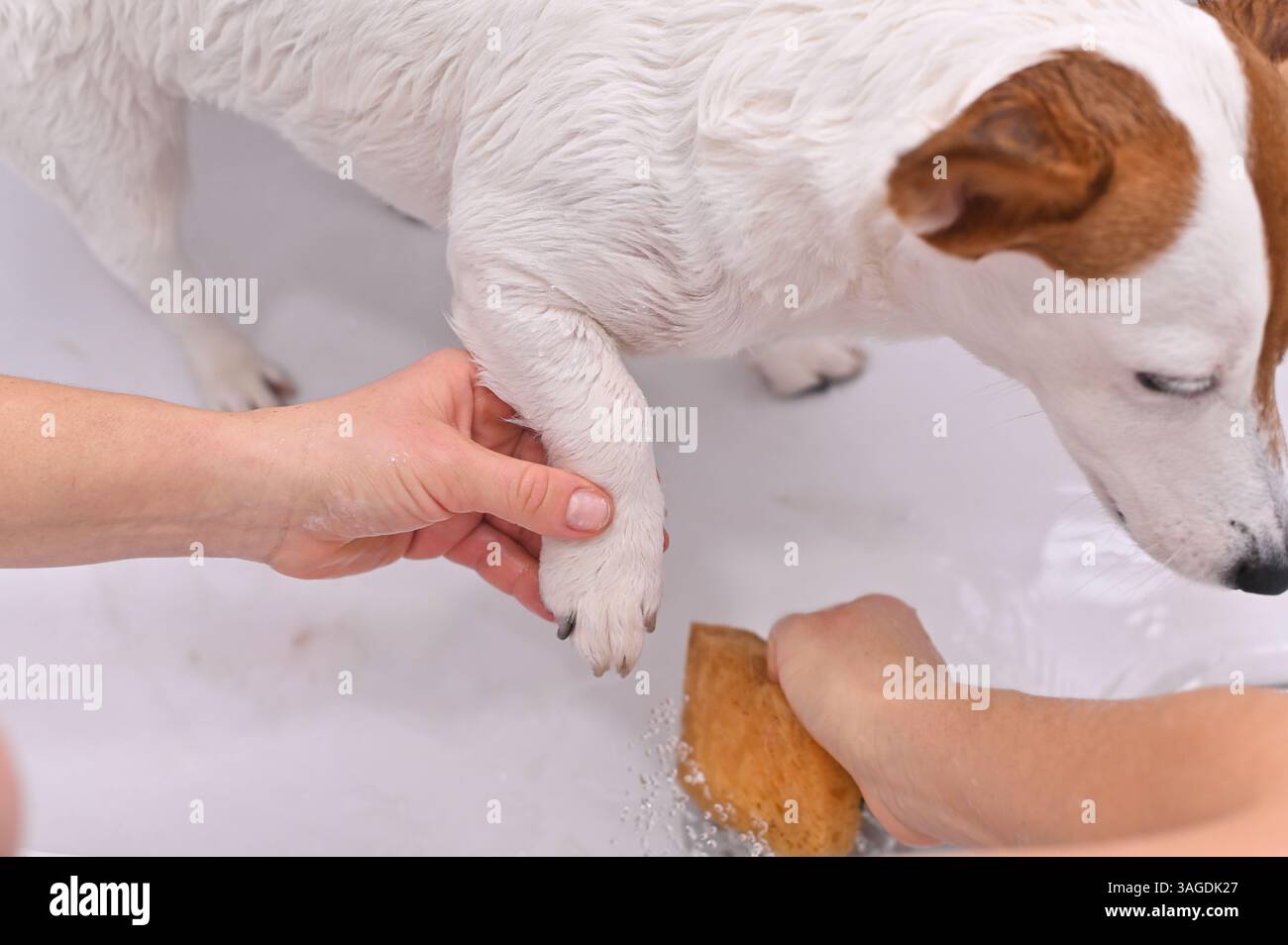 The easiest way to clean giant breed dog paws | Watch - MSN