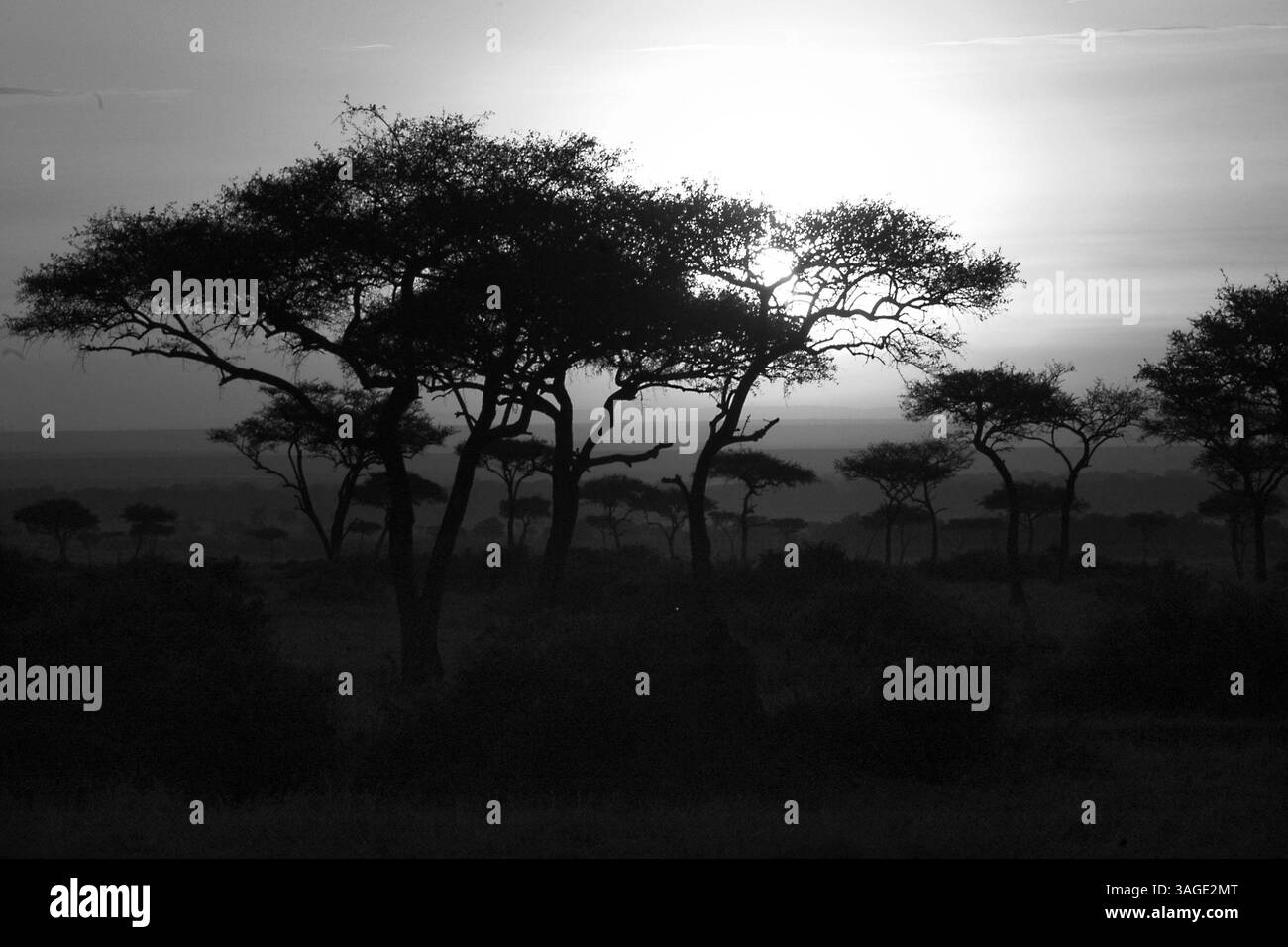 Masai mara kenya cheetah Black and White Stock Photos & Images - Alamy