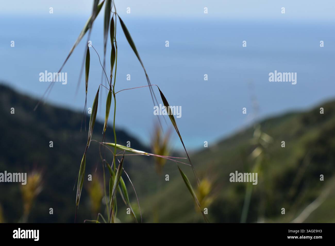 Big Sur's coastline offers a dramatic and rugged beauty, with stunning beaches between towering cliffs and the vast Pacific Ocean. - Stock Image