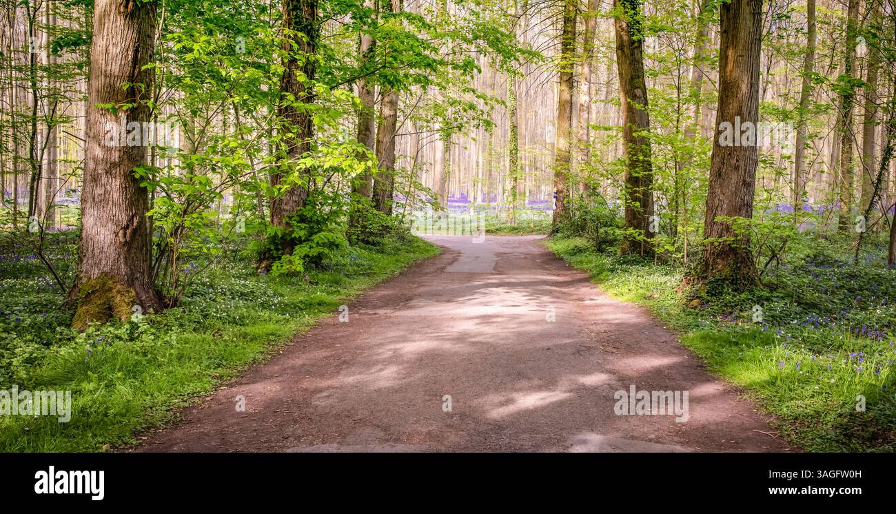 Path in Bluebells Forest in Belgium Stock Photo