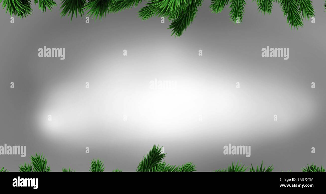 Image of fir trees branches over white background Stock Photo - Alamy