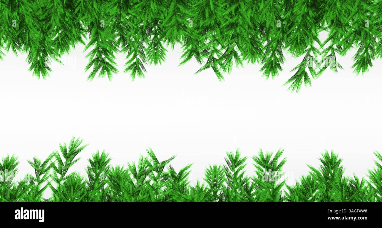 Image of fir trees branches over white background Stock Photo - Alamy