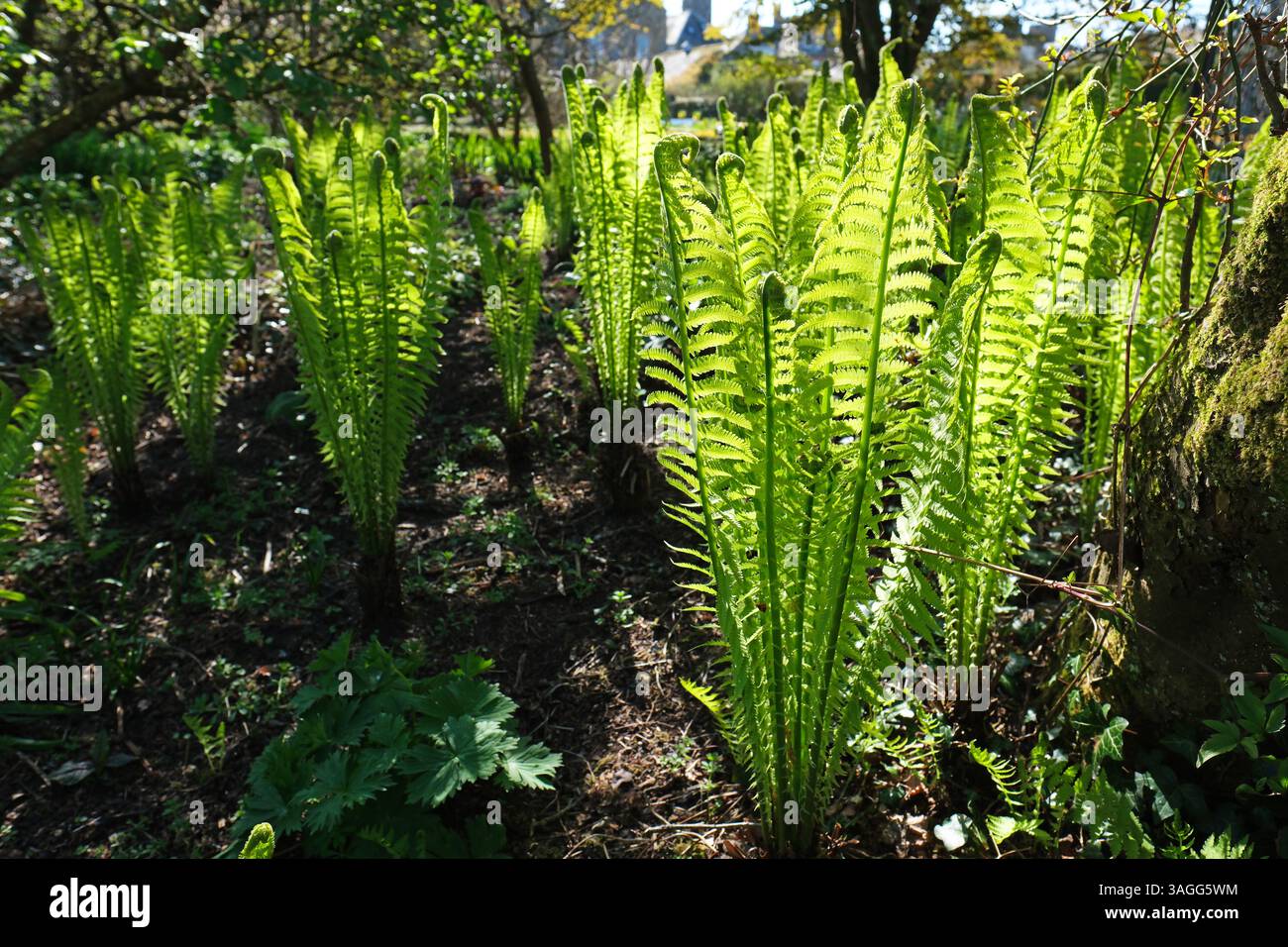 Ferns coming to life in Spring sunshine in a shady part of a garden - April UK Stock Photo