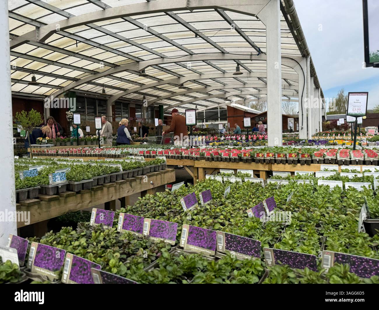 Chepstow Garden Centre Bedding Out Plants - under exterior canopy - Smartphone Captured Stock Image