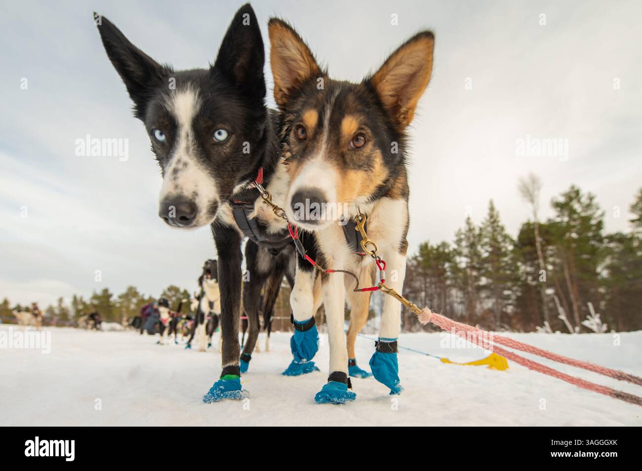 Husky dogs lead tourists through the woods and snow in Sweden. The dogs ...