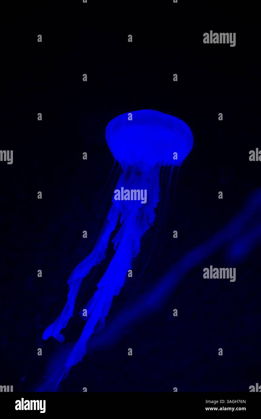 Illuminated Jellyfish Swimming in the dark water Stock Photo - Alamy